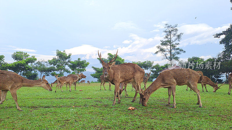 Axis Kuhlii，巴威鹿，棕鹿